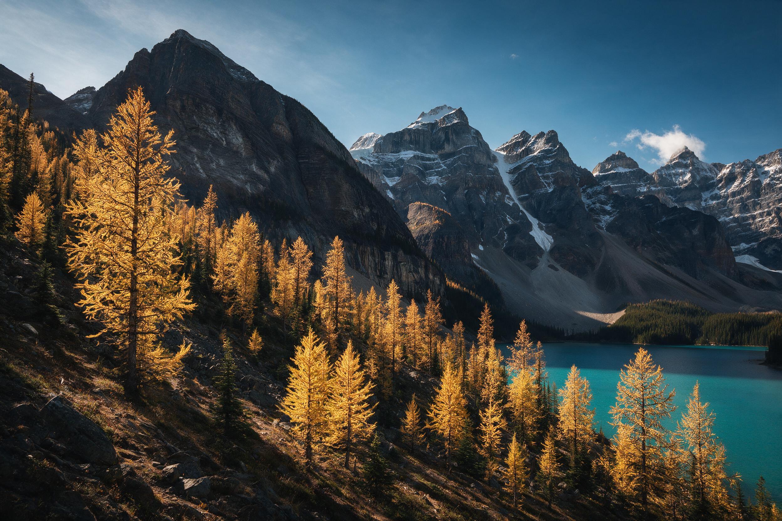 Golden larch trees along a turquoise alpine lake in Banff National Park during peak larch season
