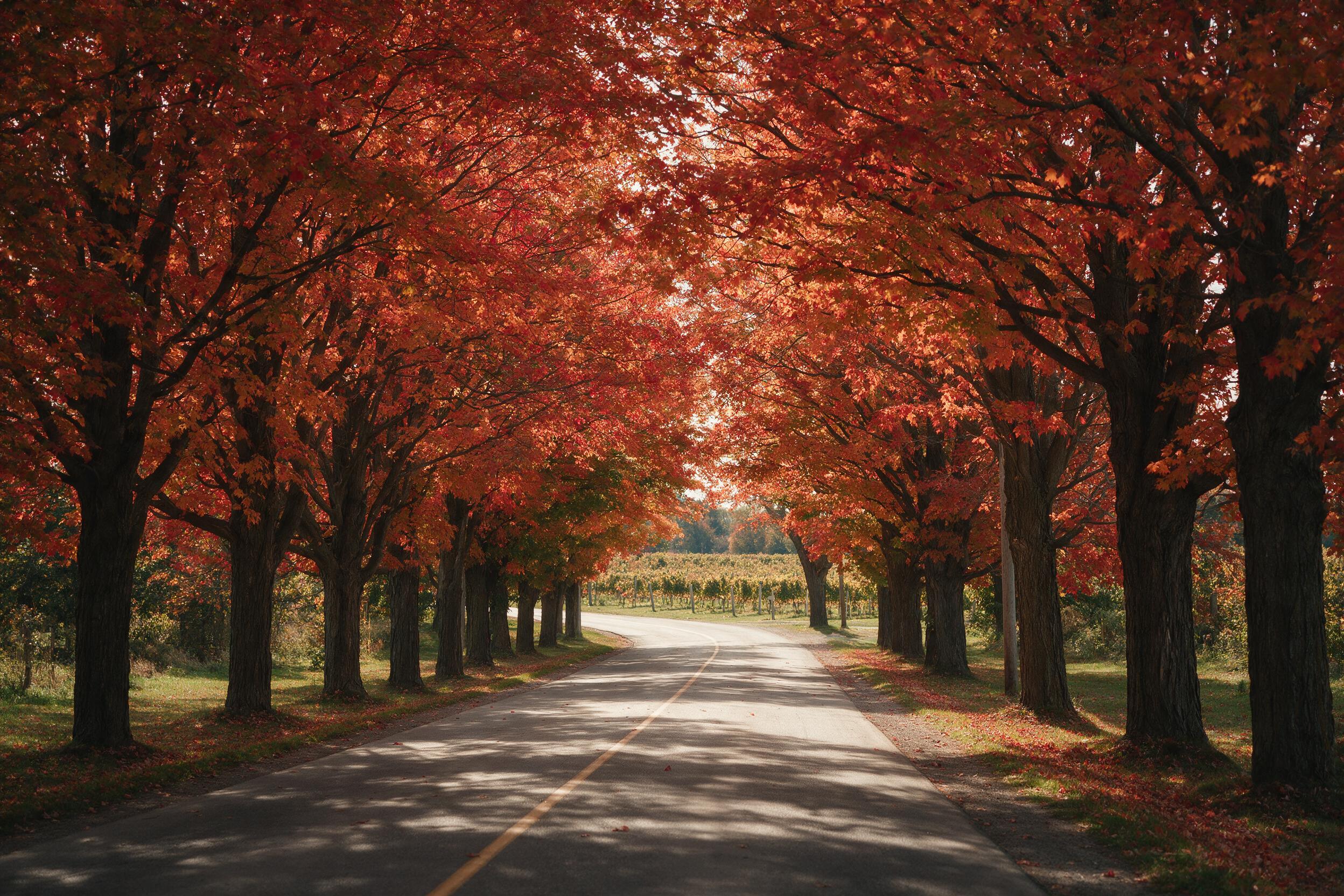A quiet maple-lined country road in Ontario ablaze with red and orange autumn foliage, near Niagara-on-the-Lake