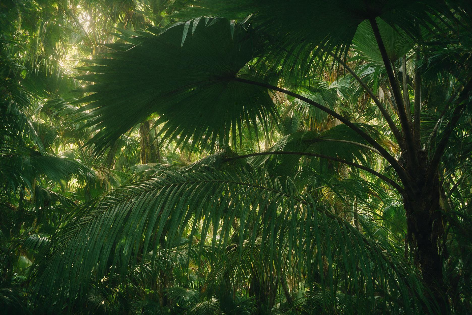 Coco de mer palms inside Vallée de Mai UNESCO forest, Praslin, Seychelles