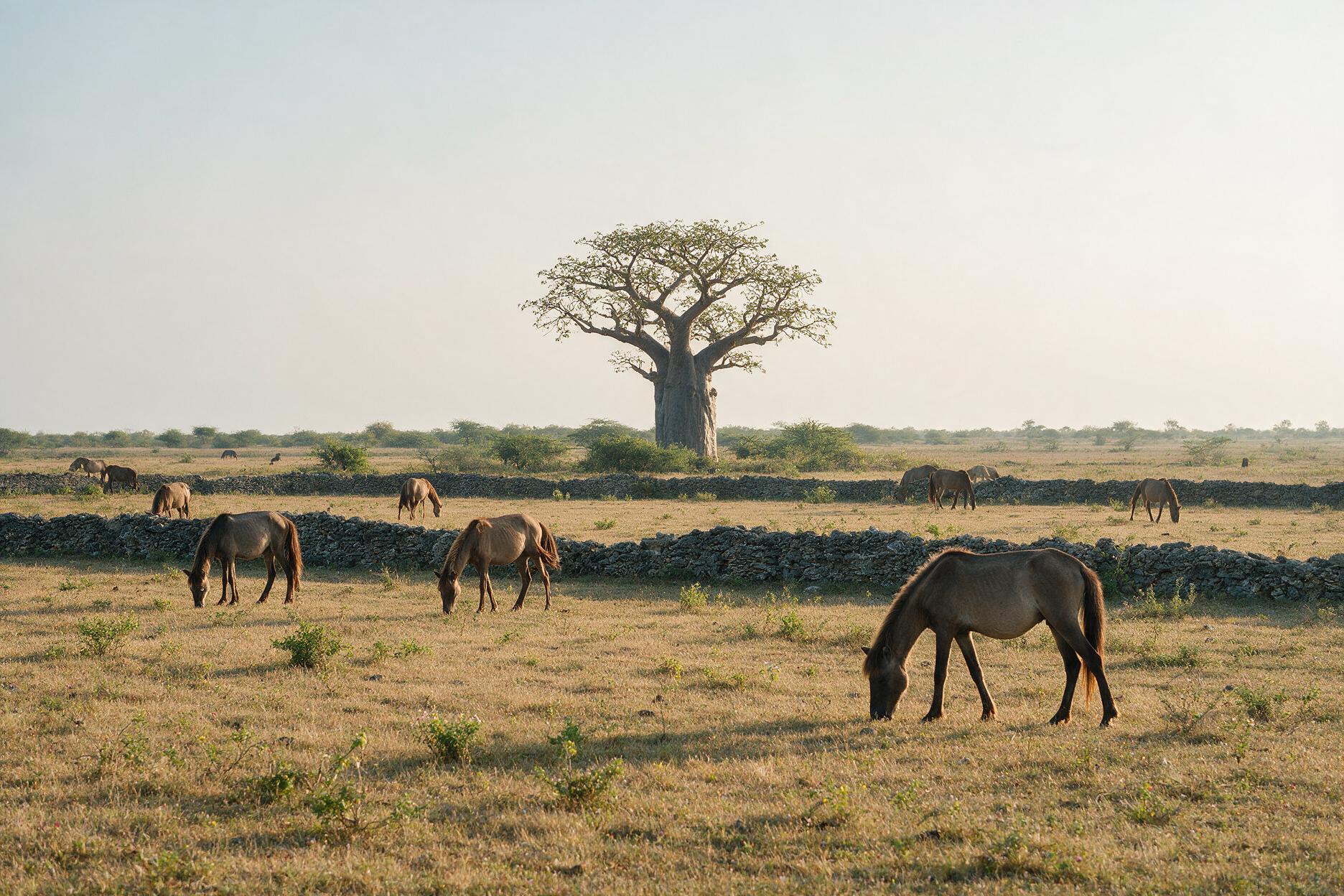 Semi-wild ponies grazing on Delft Island in northern Sri Lanka