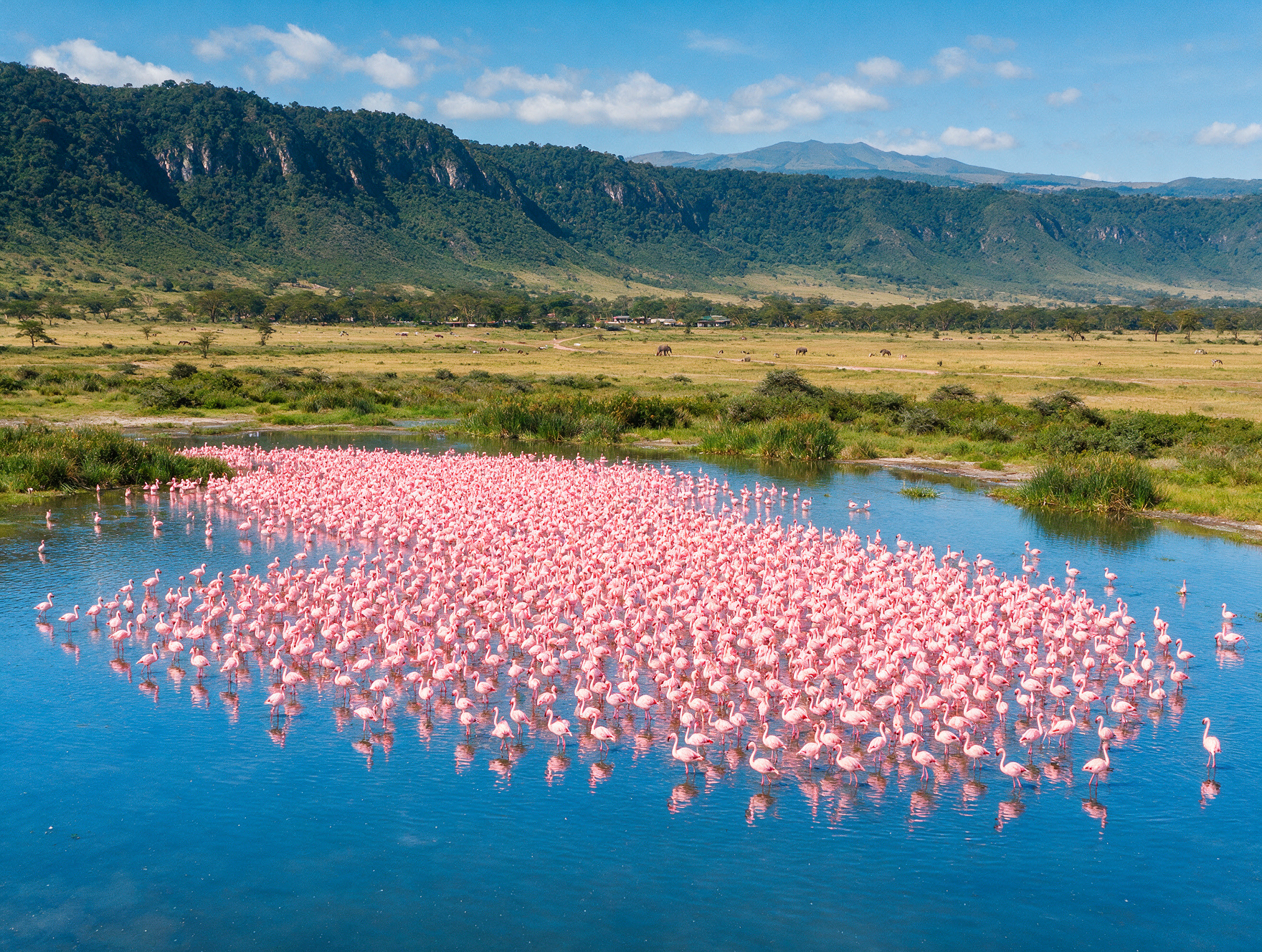 Thousands pink lesser flamingos Lake Nakuru Kenya alkaline water aerial