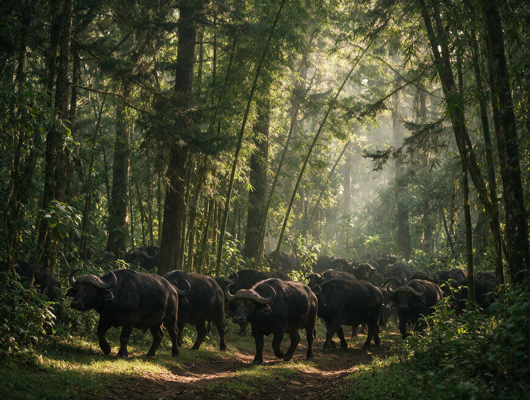 Cape buffalo herd montane cedar bamboo forest Mount Kenya National Park